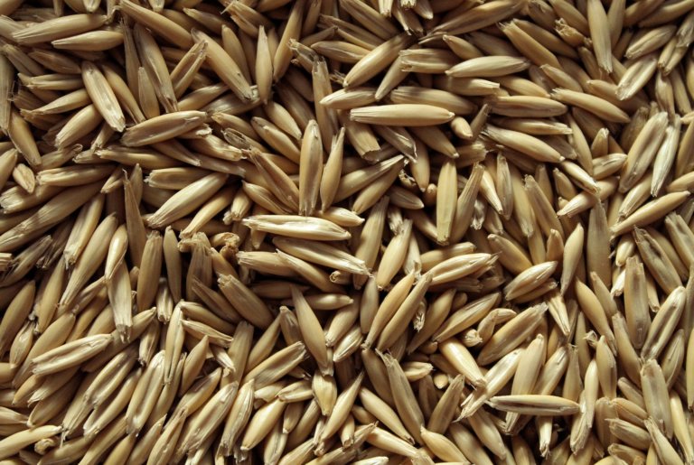 オーツ麦とは 歴史 栽培 用途 他の穀類との栄養比較